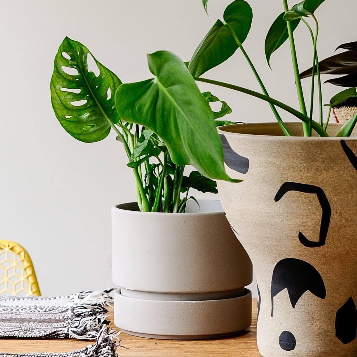 Cora Planter by The Plant Society in Stone - THE PLANT SOCIETY