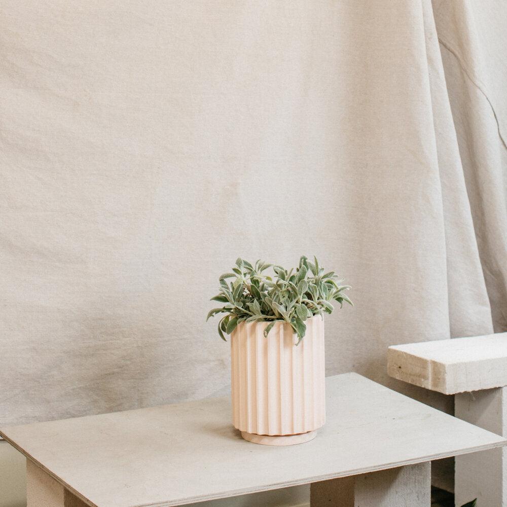 Small Flute Planter by The Plant Society x Capra Designs- Totem Collection - - THE PLANT SOCIETY