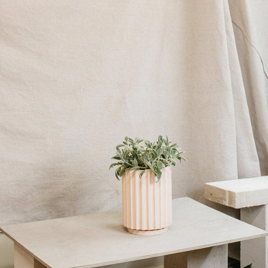 Small Flute Planter by The Plant Society x Capra Designs- Totem Collection - - THE PLANT SOCIETY