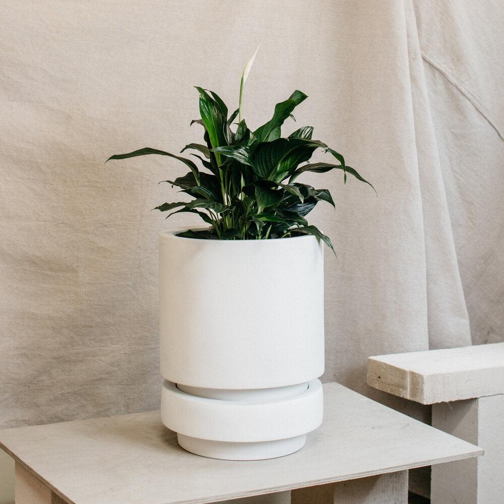 Low Pier Planter by The Plant Society x Capra Designs- Totem Collection - - THE PLANT SOCIETY