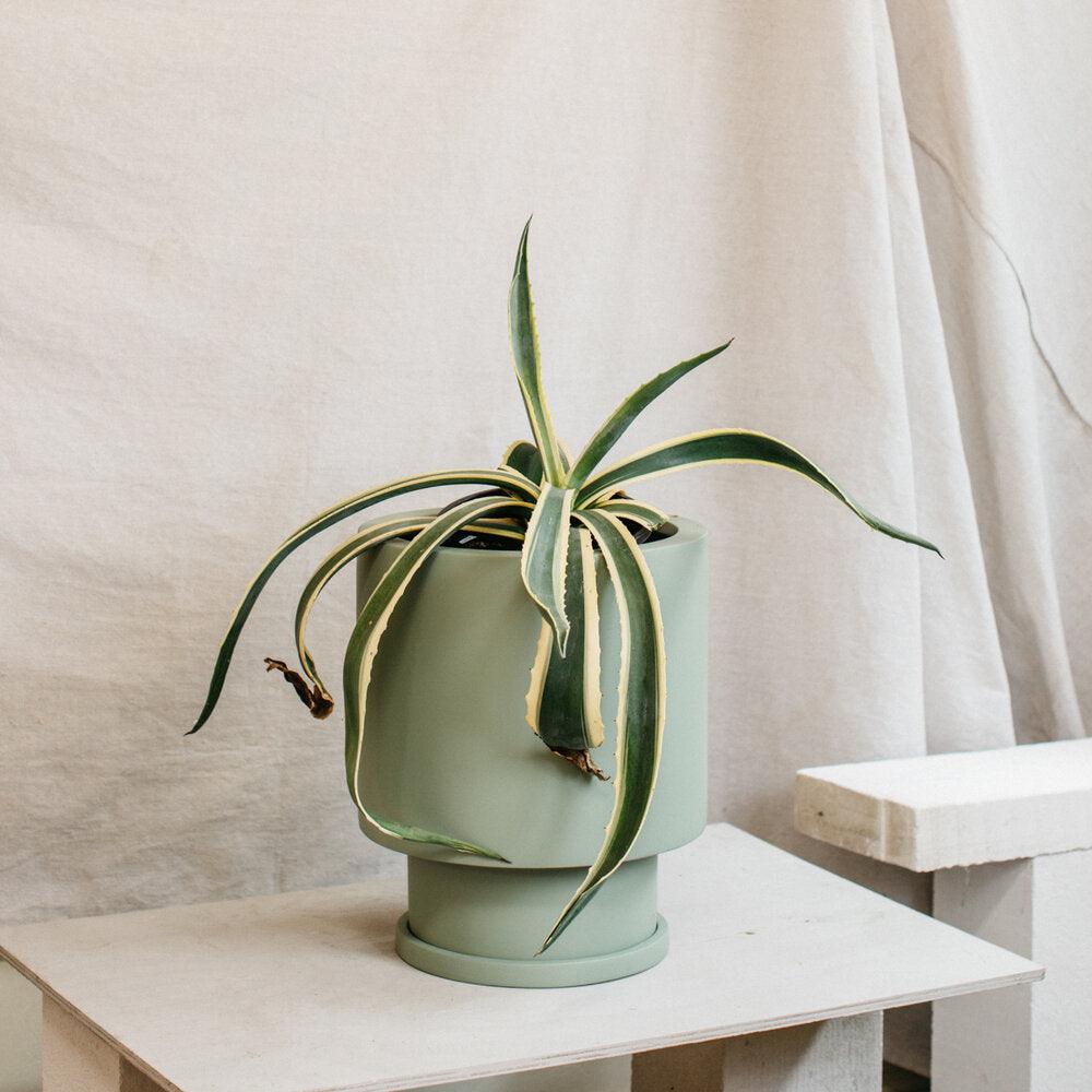 Low Tower Planter by The Plant Society x Capra Designs- Totem Collection - - THE PLANT SOCIETY