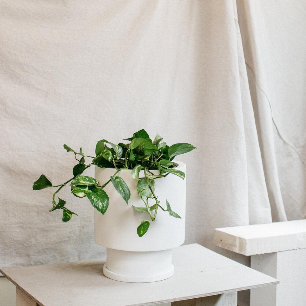 Low Tower Planter by The Plant Society x Capra Designs- Totem Collection - - THE PLANT SOCIETY