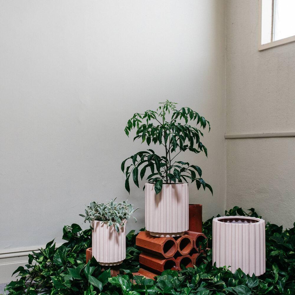 Large Flute Planter by The Plant Society x Capra Designs - Totem Collection - - THE PLANT SOCIETY
