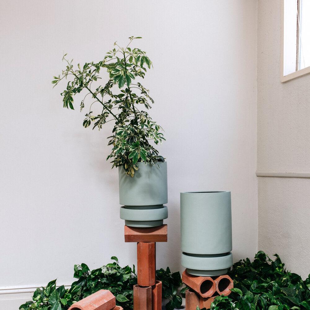 Pier Planter Agave by The Plant Society