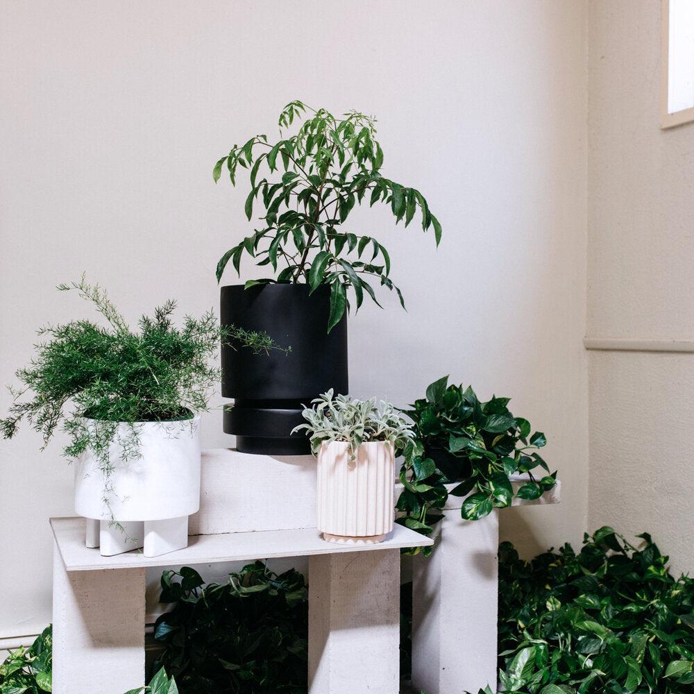 Small Flute Planter by The Plant Society x Capra Designs- Totem Collection - - THE PLANT SOCIETY