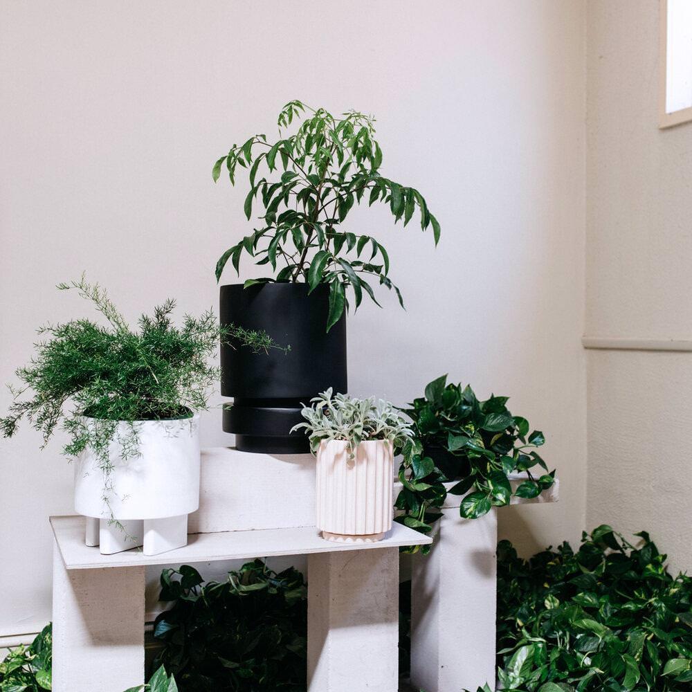 Large Flute Planter by The Plant Society x Capra Designs - Totem Collection - - THE PLANT SOCIETY
