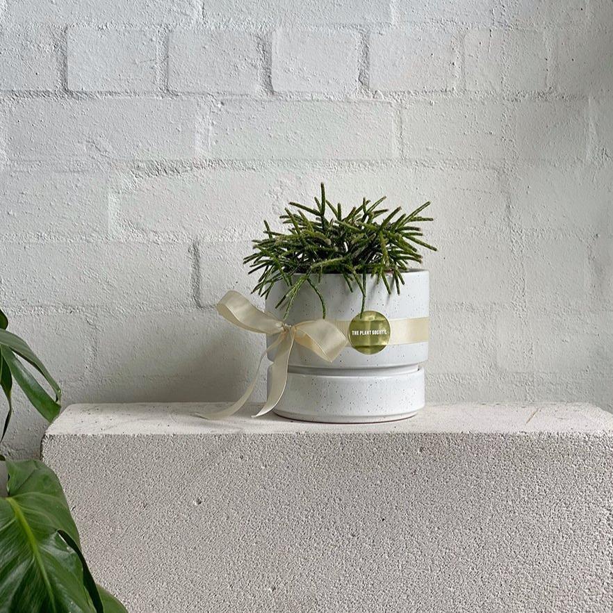 Cora Planter by The Plant Society in Quartz - Gloss - THE PLANT SOCIETY