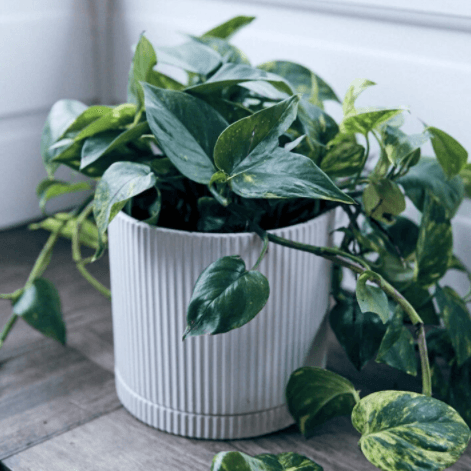 White Eyre Planter by The Plant Society - THE PLANT SOCIETY