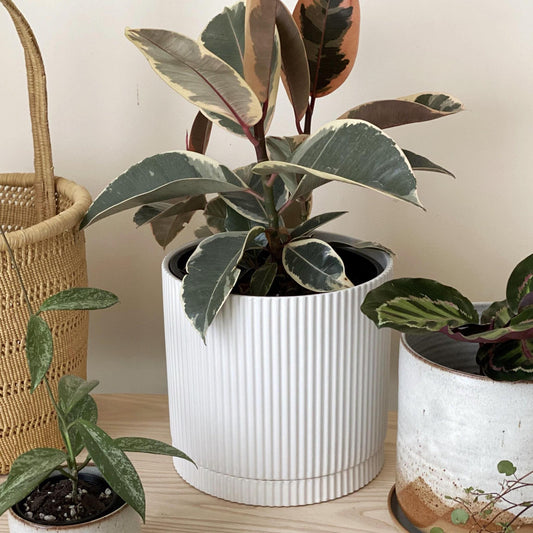 White Eyre Planter by The Plant Society - THE PLANT SOCIETY