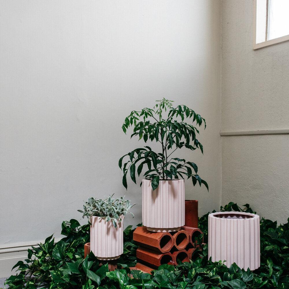Small Flute Planter by The Plant Society x Capra Designs- Totem Collection - - THE PLANT SOCIETY